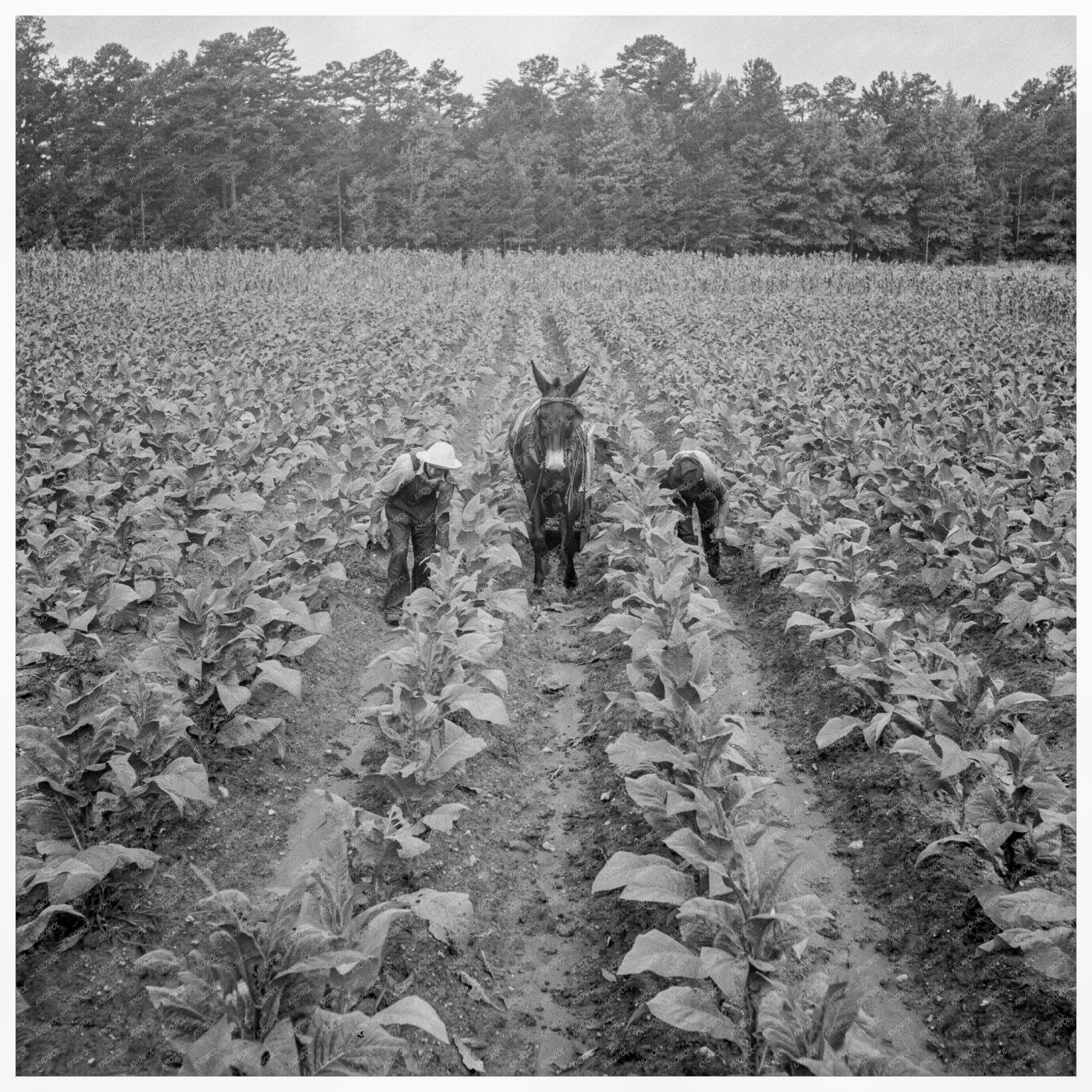 Tobacco Farming in Granville County North Carolina 1939 - Available at KNOWOL