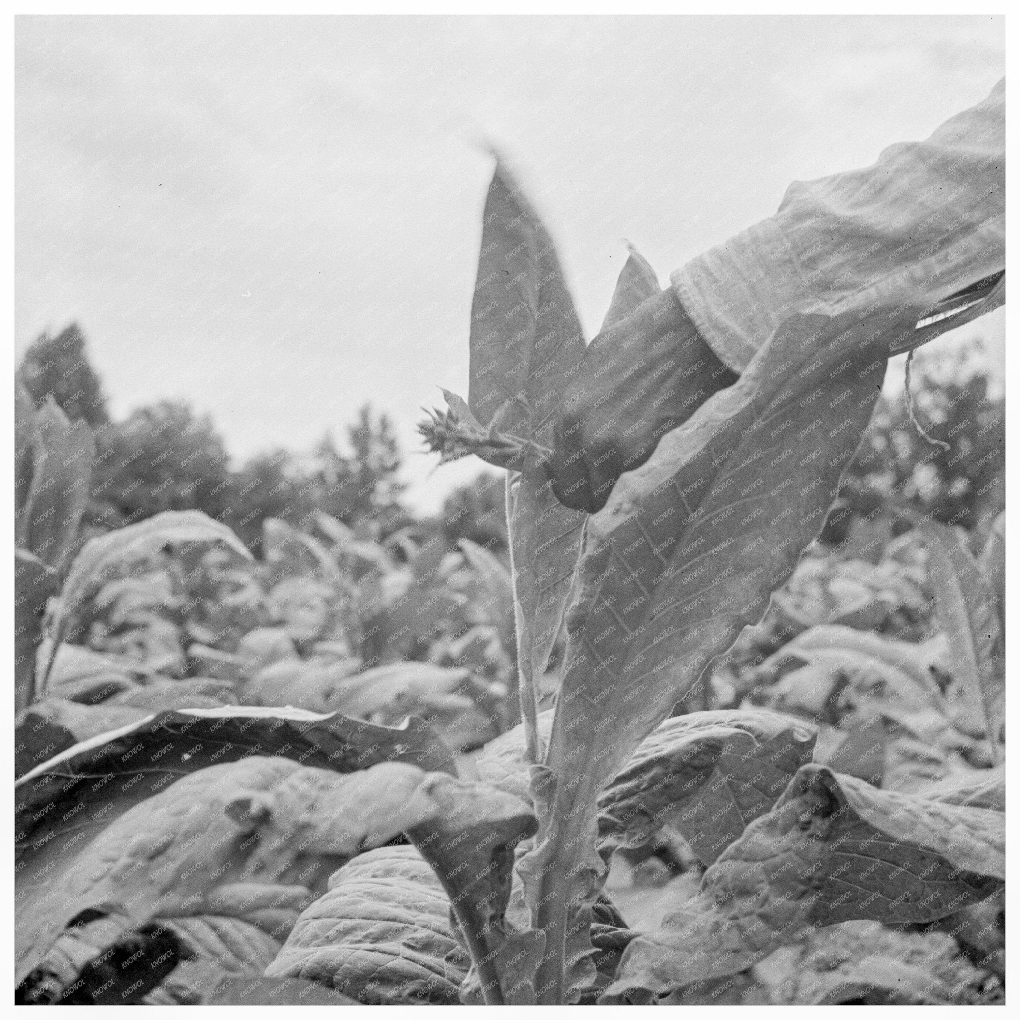 Tobacco Farming in Person County North Carolina 1939 - Available at KNOWOL