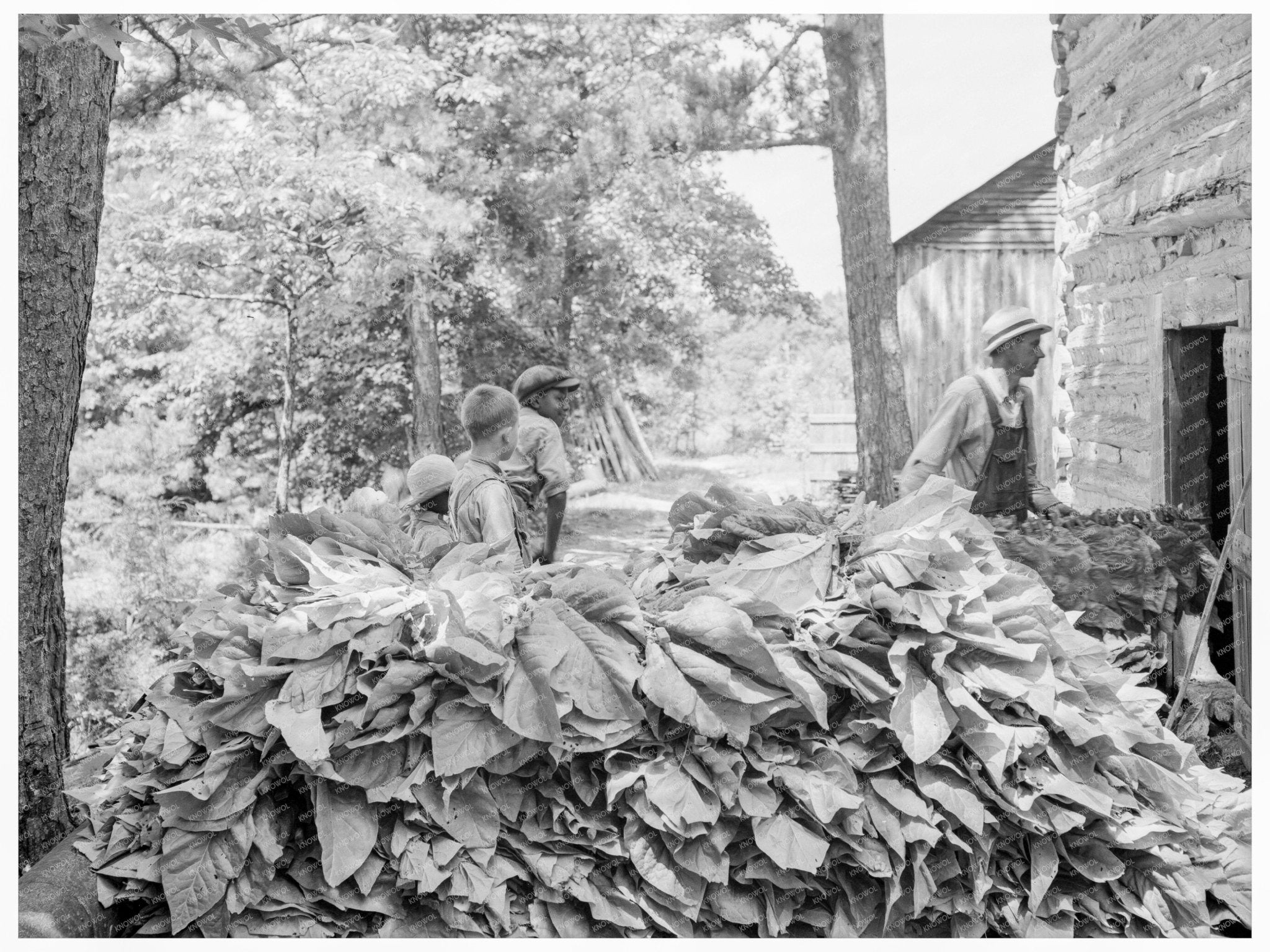 Tobacco Farming in Shoofly North Carolina 1939 - Available at KNOWOL