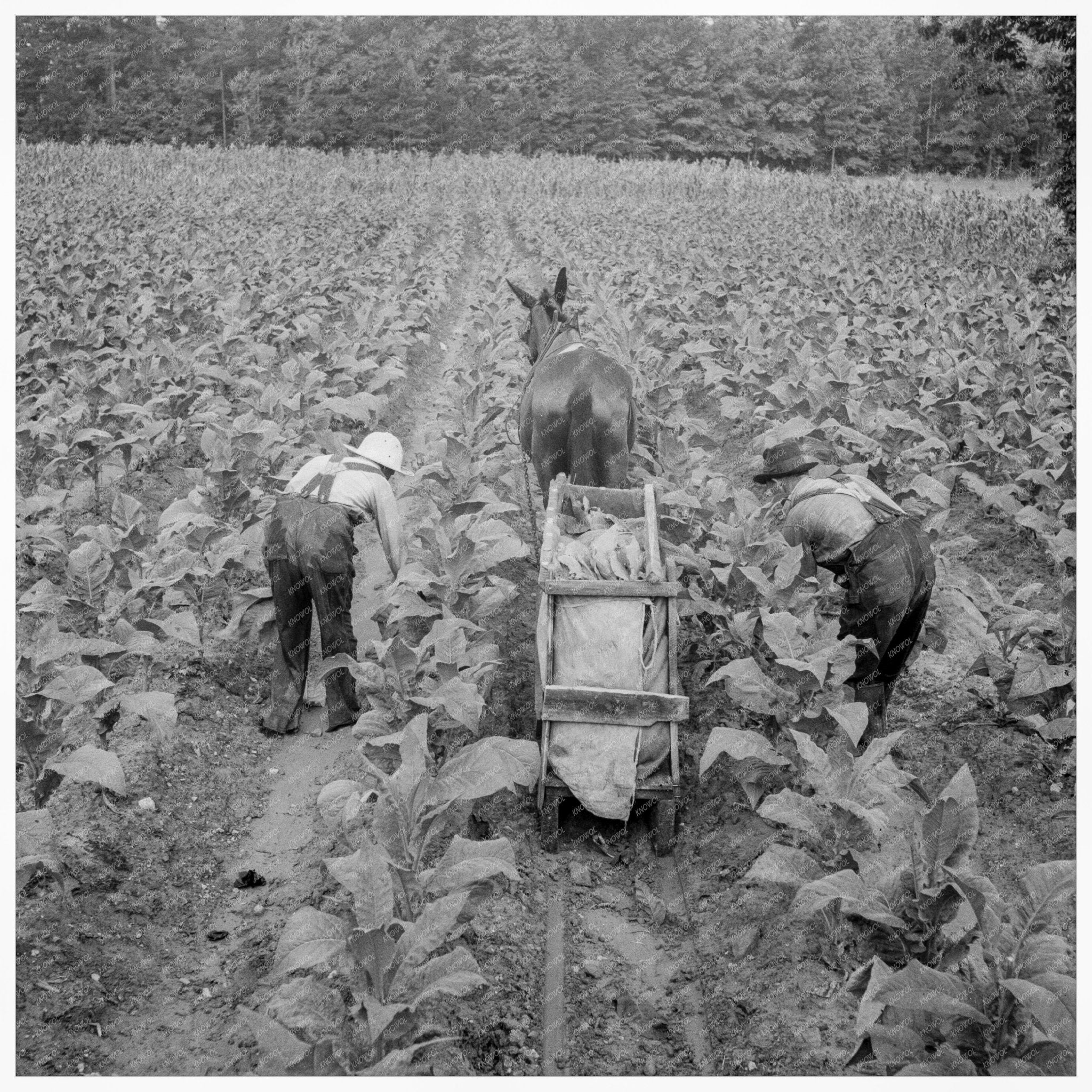 Tobacco Field in Shoofly North Carolina 1939 - Available at KNOWOL