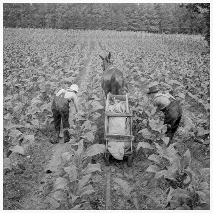 Tobacco Field in Shoofly North Carolina 1939 - Available at KNOWOL