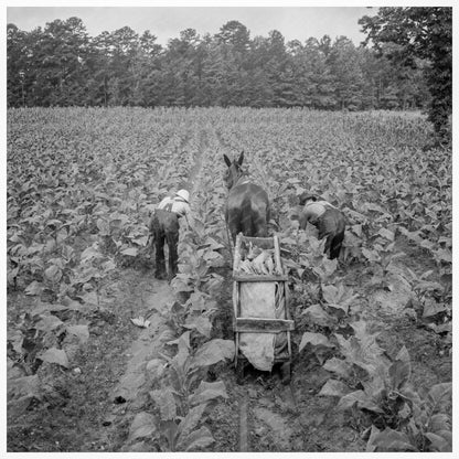 Tobacco Field Labor in Shoofly North Carolina 1939 - Available at KNOWOL