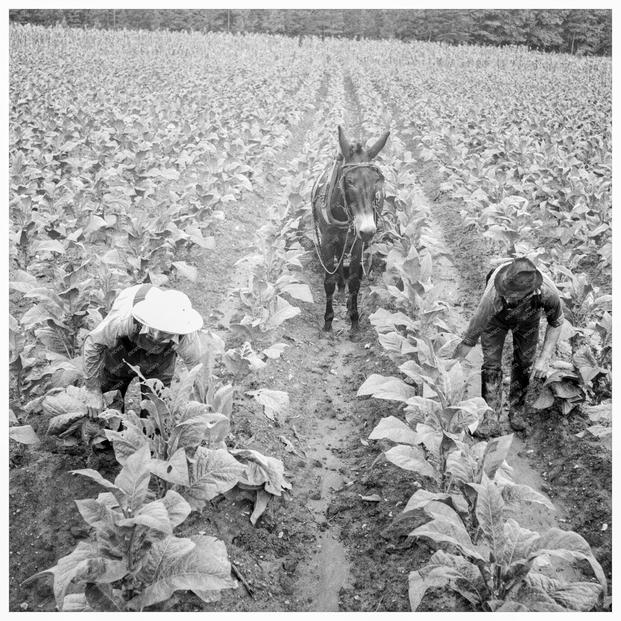 Tobacco Field Priming in Shoofly North Carolina 1939 - Available at KNOWOL