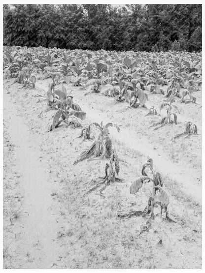 Tobacco Field Wilt July 1939 Granville County North Carolina - Available at KNOWOL