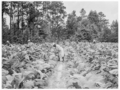 Tobacco Field Workers Granville County 1939 - Available at KNOWOL