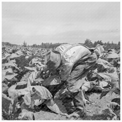 Tobacco Field Workers Granville County North Carolina 1939 - Available at KNOWOL