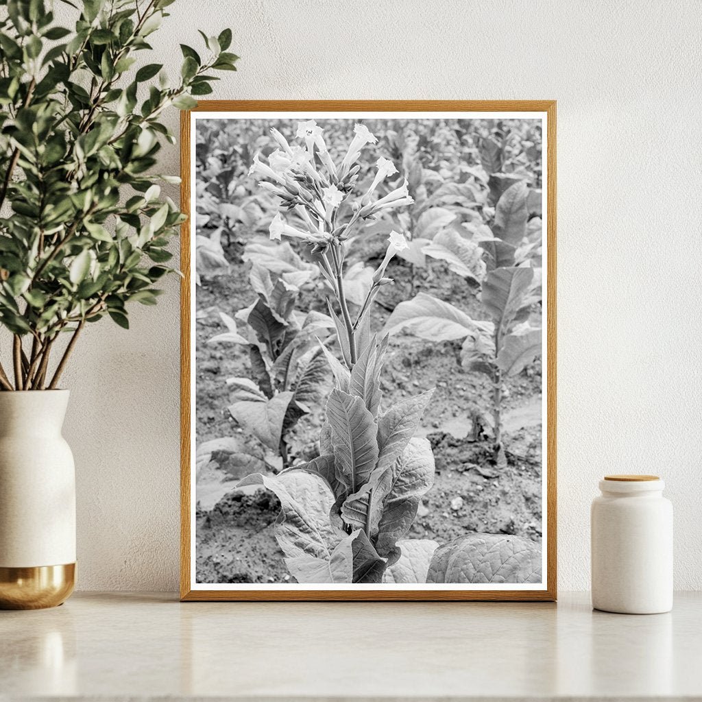 Tobacco Flower in Granville County North Carolina 1939 - Available at KNOWOL