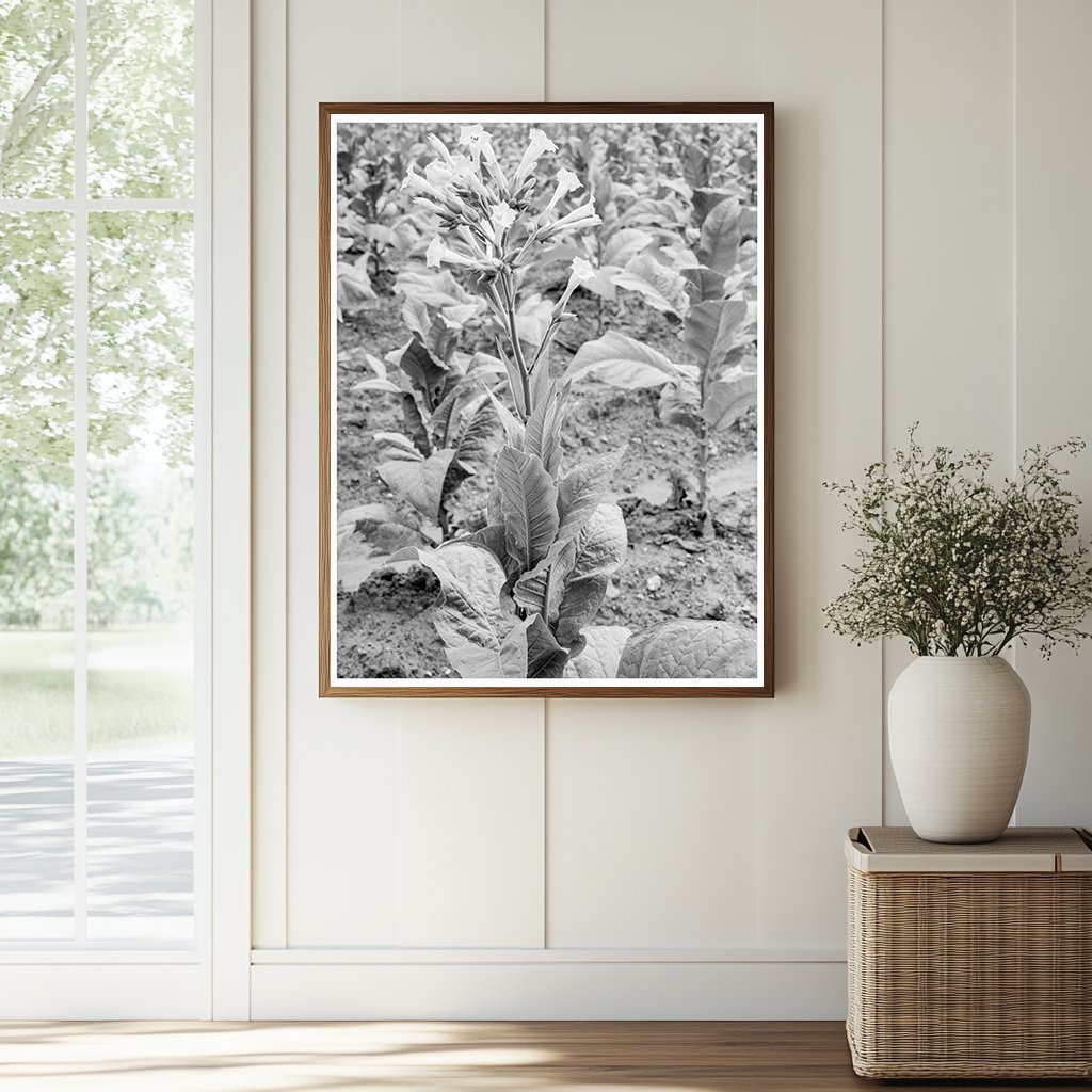 Tobacco Flower in Granville County North Carolina 1939 - Available at KNOWOL