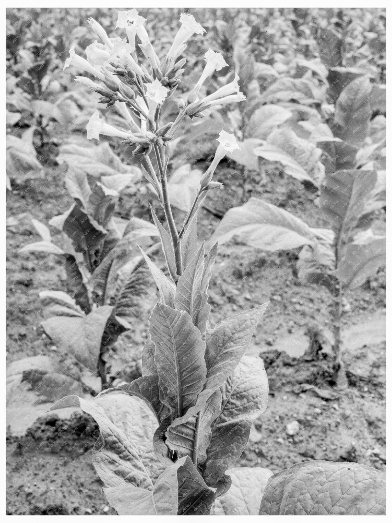 Tobacco Flower in Granville County North Carolina 1939 - Available at KNOWOL