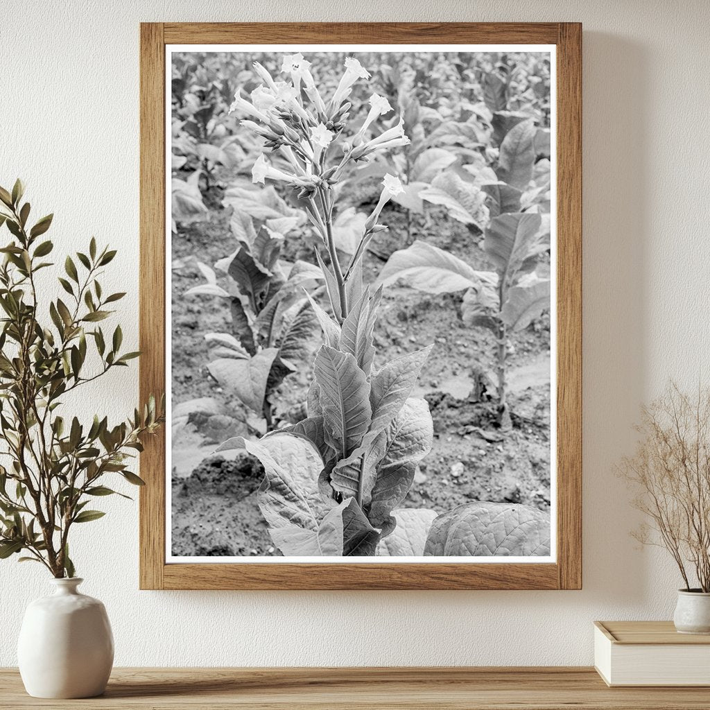 Tobacco Flower in Granville County North Carolina 1939 - Available at KNOWOL