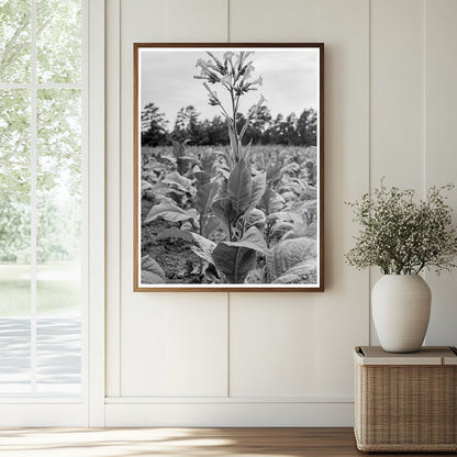 Tobacco Flower Vintage Image North Carolina 1939 - Available at KNOWOL