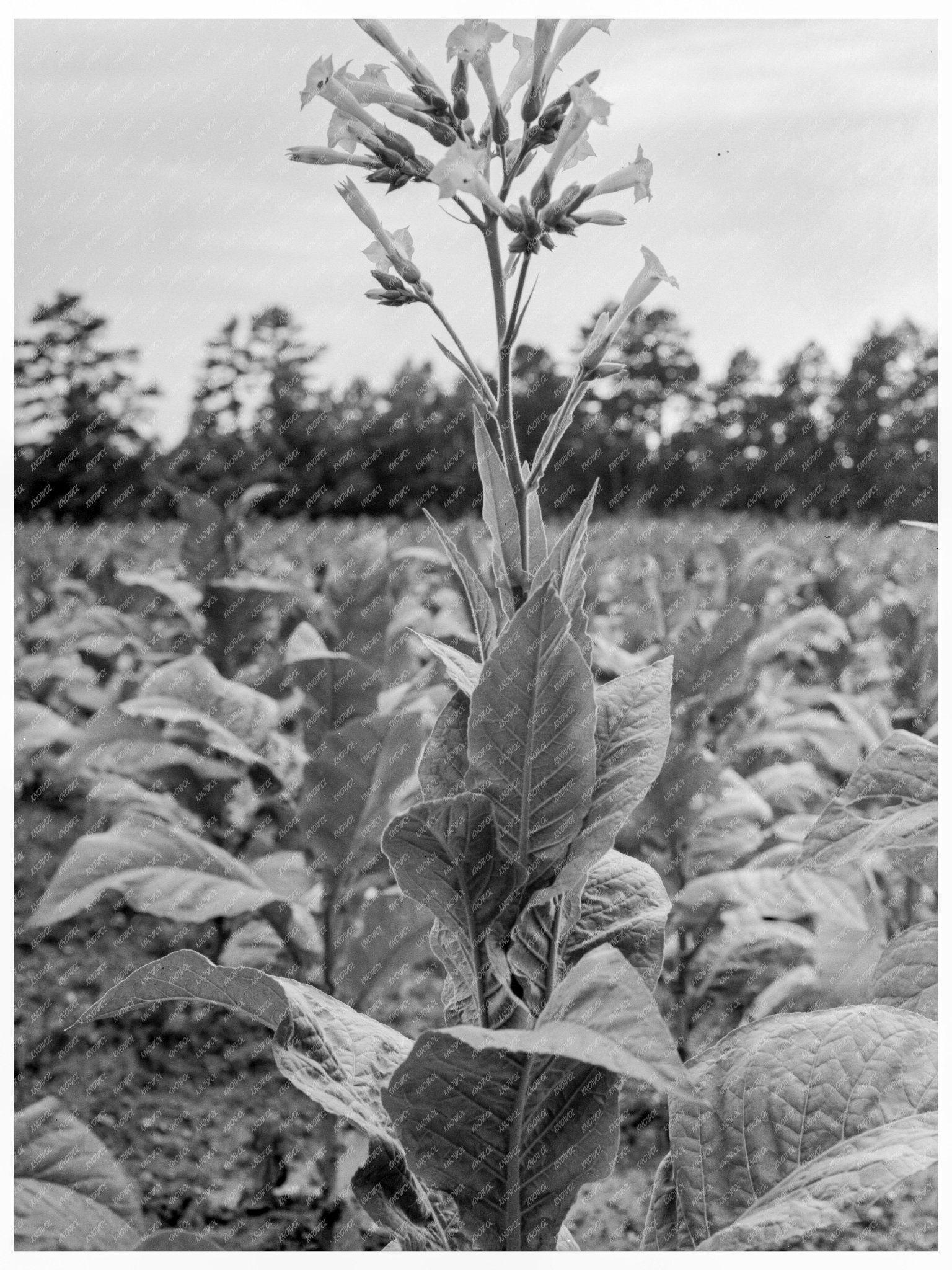 Tobacco Flower Vintage Image North Carolina 1939 - Available at KNOWOL