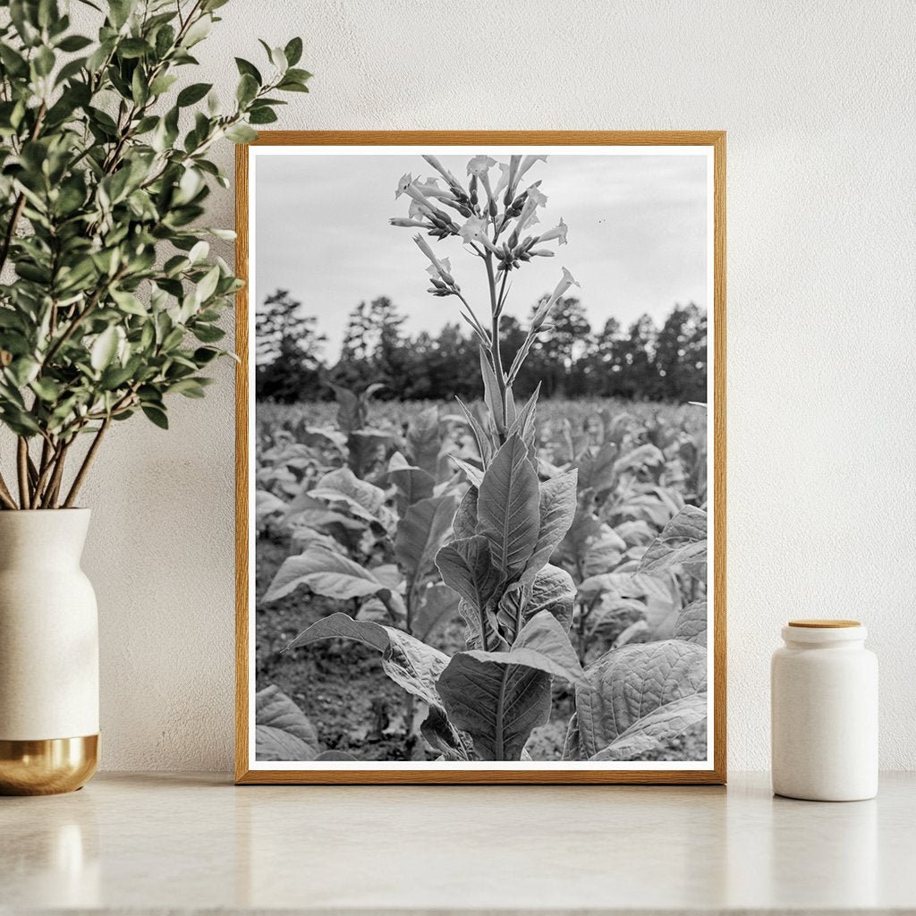 Tobacco Flower Vintage Image North Carolina 1939 - Available at KNOWOL