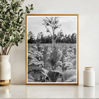 Tobacco Flower Vintage Image North Carolina 1939 - Available at KNOWOL