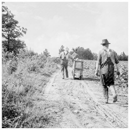 Tobacco Harvesting in Granville County 1939 - Available at KNOWOL