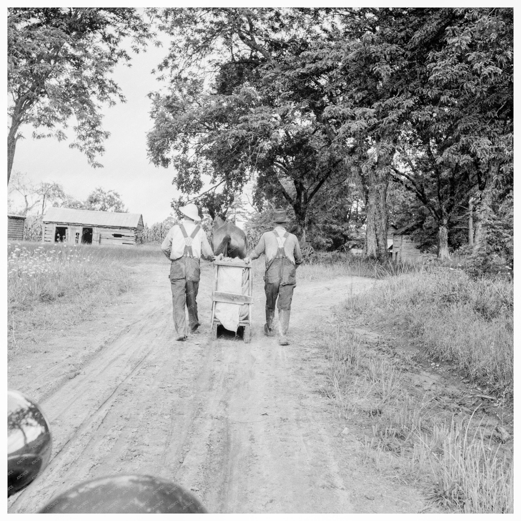 Tobacco Harvesting in Granville County North Carolina 1939 - Available at KNOWOL