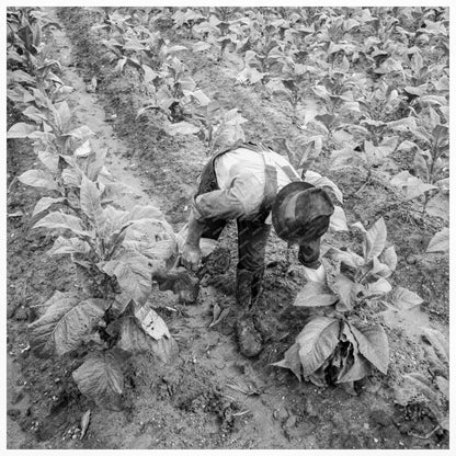 Tobacco Laborer in Granville County North Carolina 1939 - Available at KNOWOL