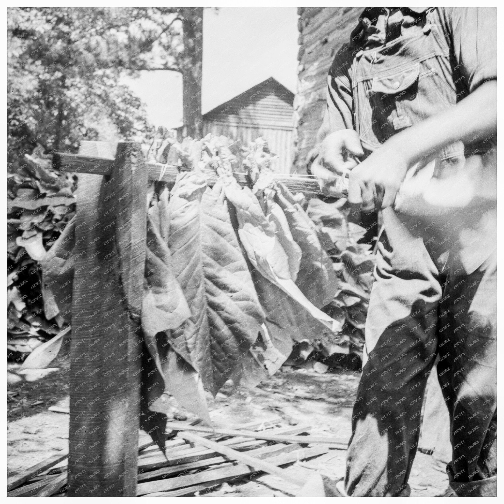 Tobacco on Sticks Granville County North Carolina 1939 - Available at KNOWOL