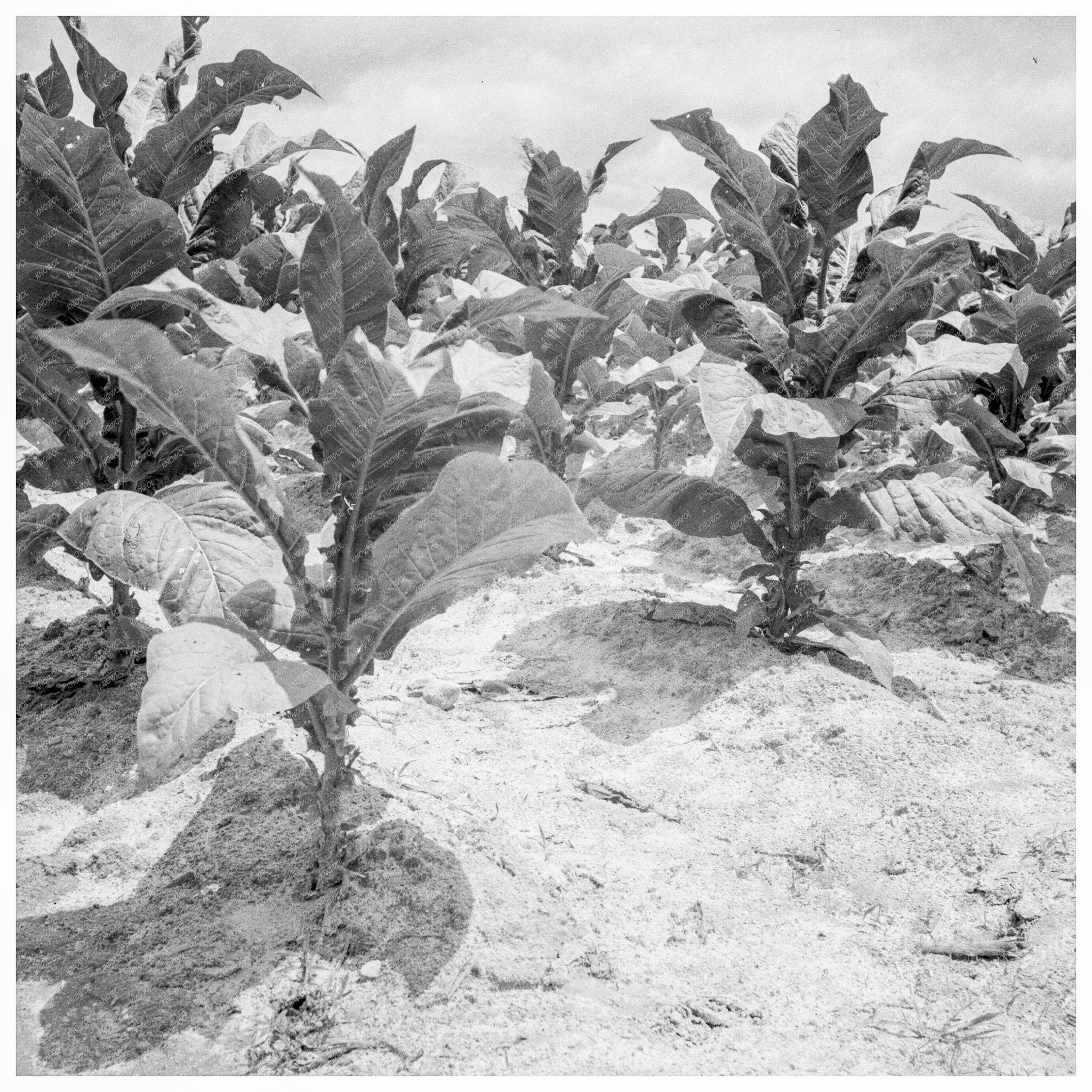 Tobacco on Zollie Lyons Farm July 1939 North Carolina - Available at KNOWOL