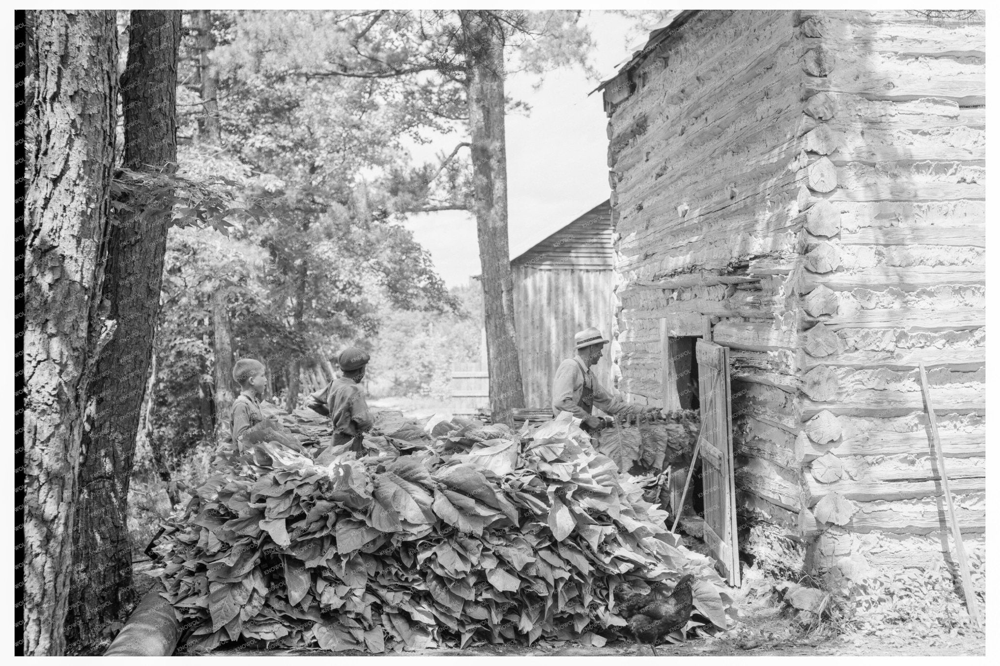 Tobacco Planting in Shoofly North Carolina July 1939 - Available at KNOWOL