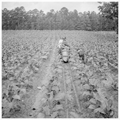 Tobacco Planting Scene North Carolina July 1939 - Available at KNOWOL