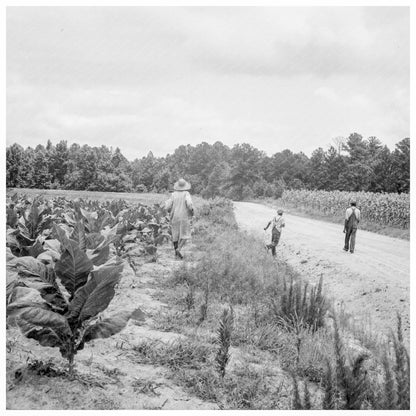 Tobacco Plants on Zollie Lyons Farm 1944 North Carolina - Available at KNOWOL