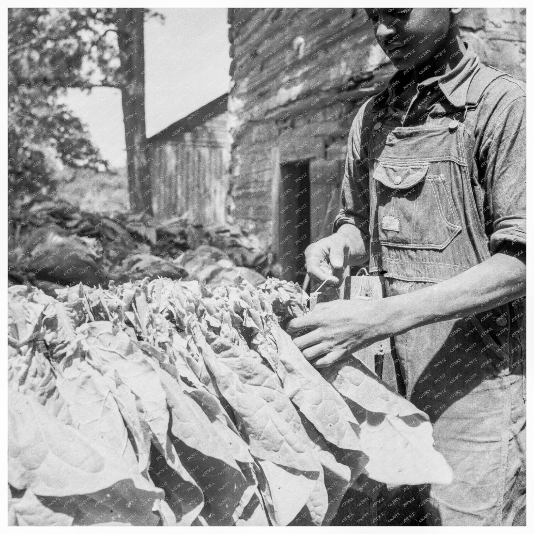 Tobacco Production in Granville County North Carolina 1939 - Available at KNOWOL