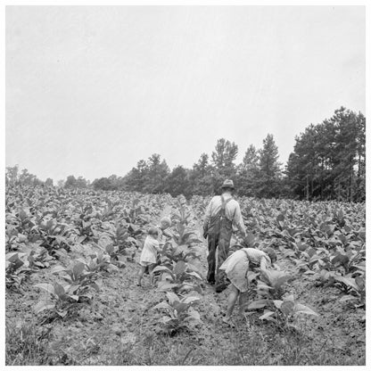 Tobacco Sharecropper and Children in 1939 North Carolina - Available at KNOWOL