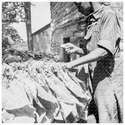 Tobacco Sticks Granville County North Carolina 1939 - Available at KNOWOL