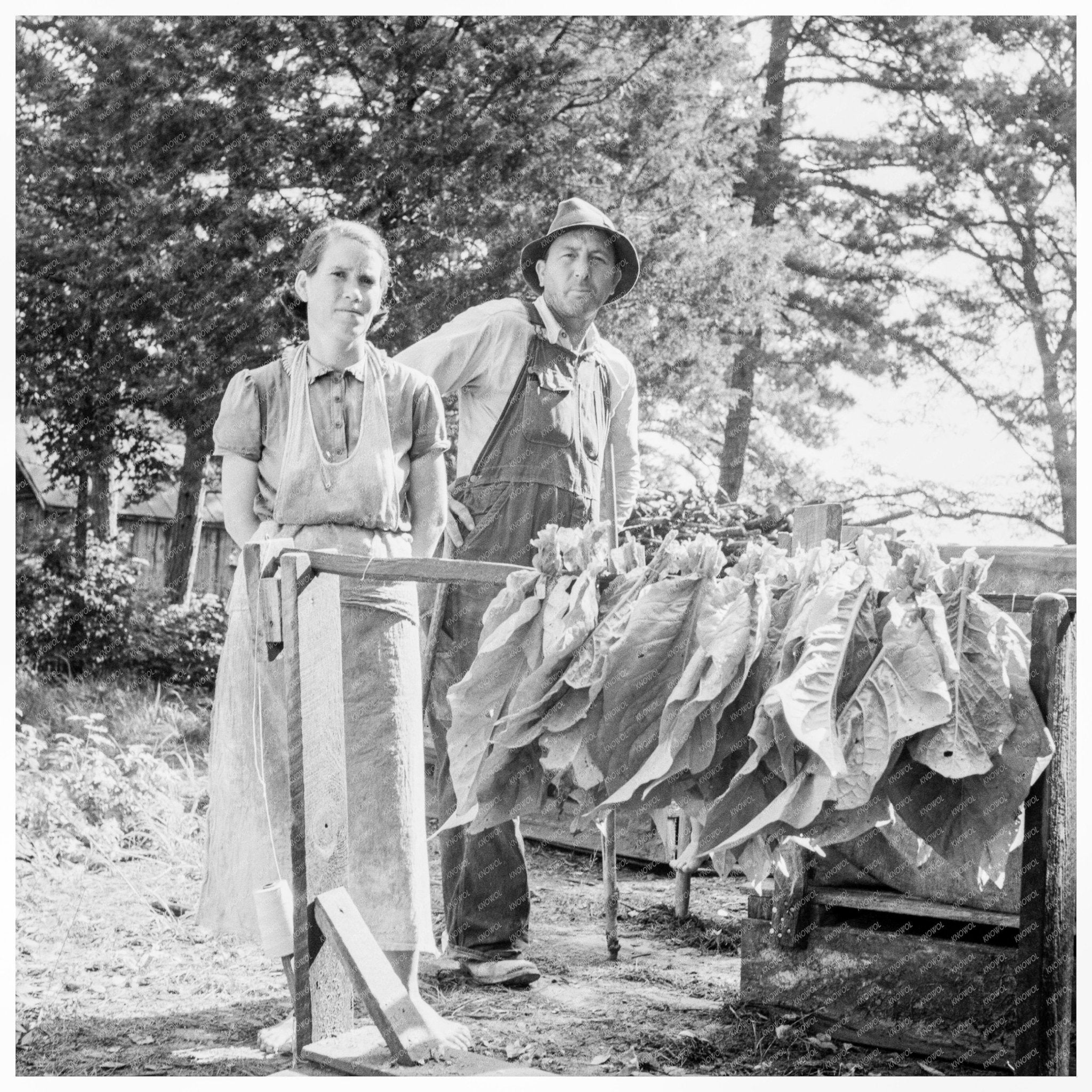 Tobacco Stringing Operation Granville County 1939 - Available at KNOWOL