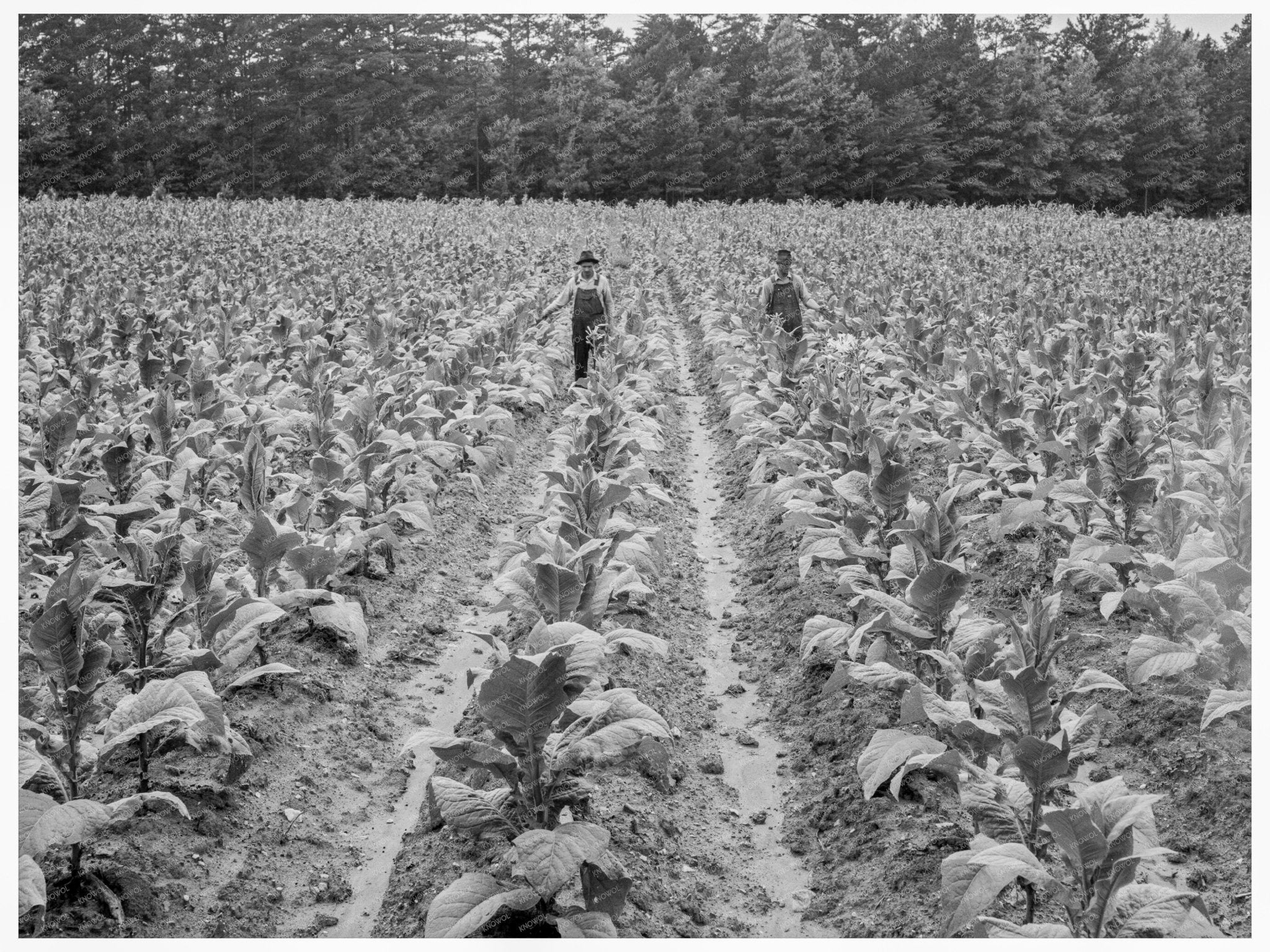 Tobacco Topping in Granville County North Carolina 1939 - Available at KNOWOL