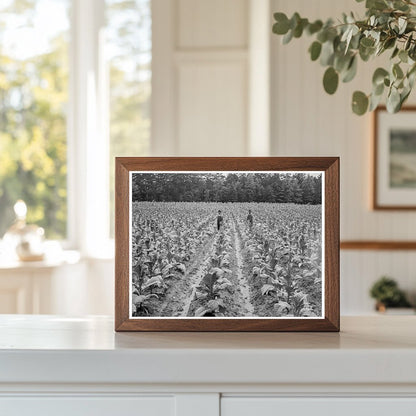 Tobacco Topping in Granville County North Carolina 1939 - Available at KNOWOL