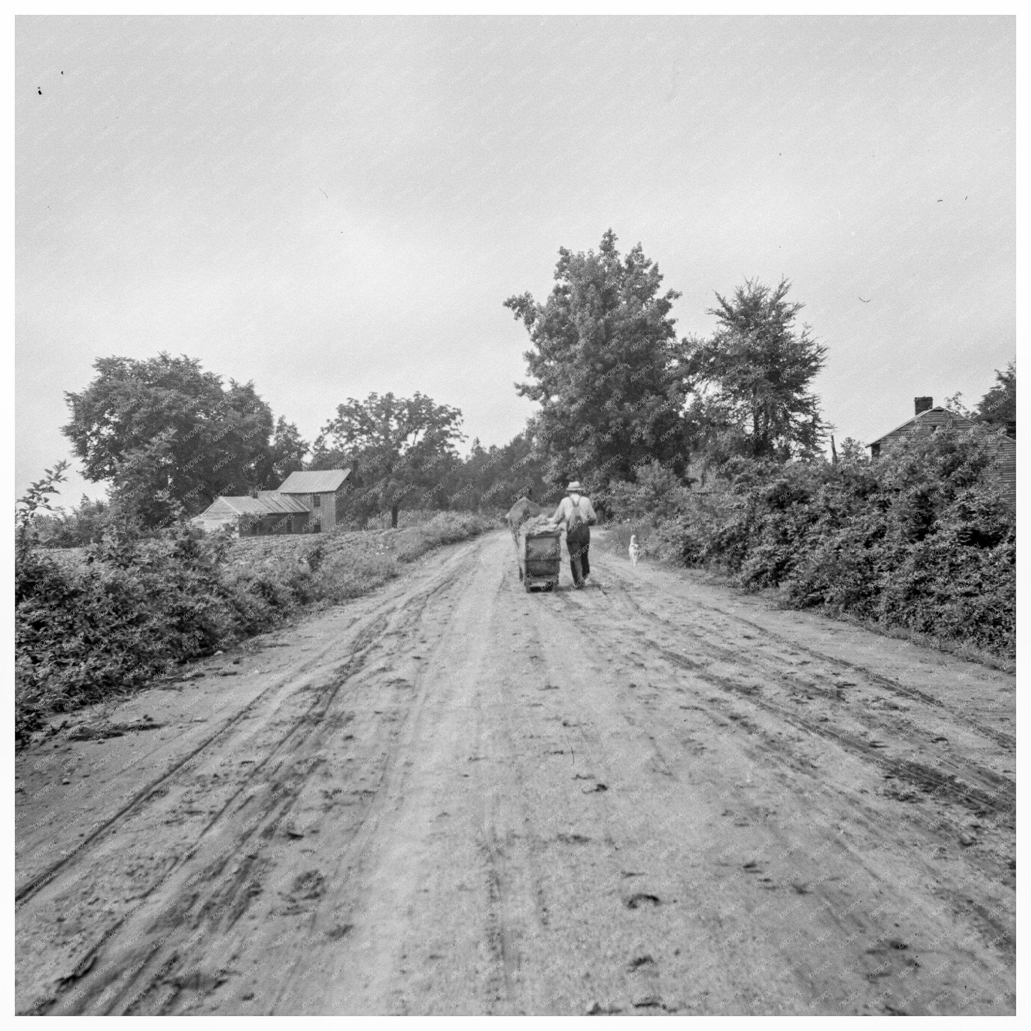 Tobacco Transport in Granville County July 1939 - Available at KNOWOL