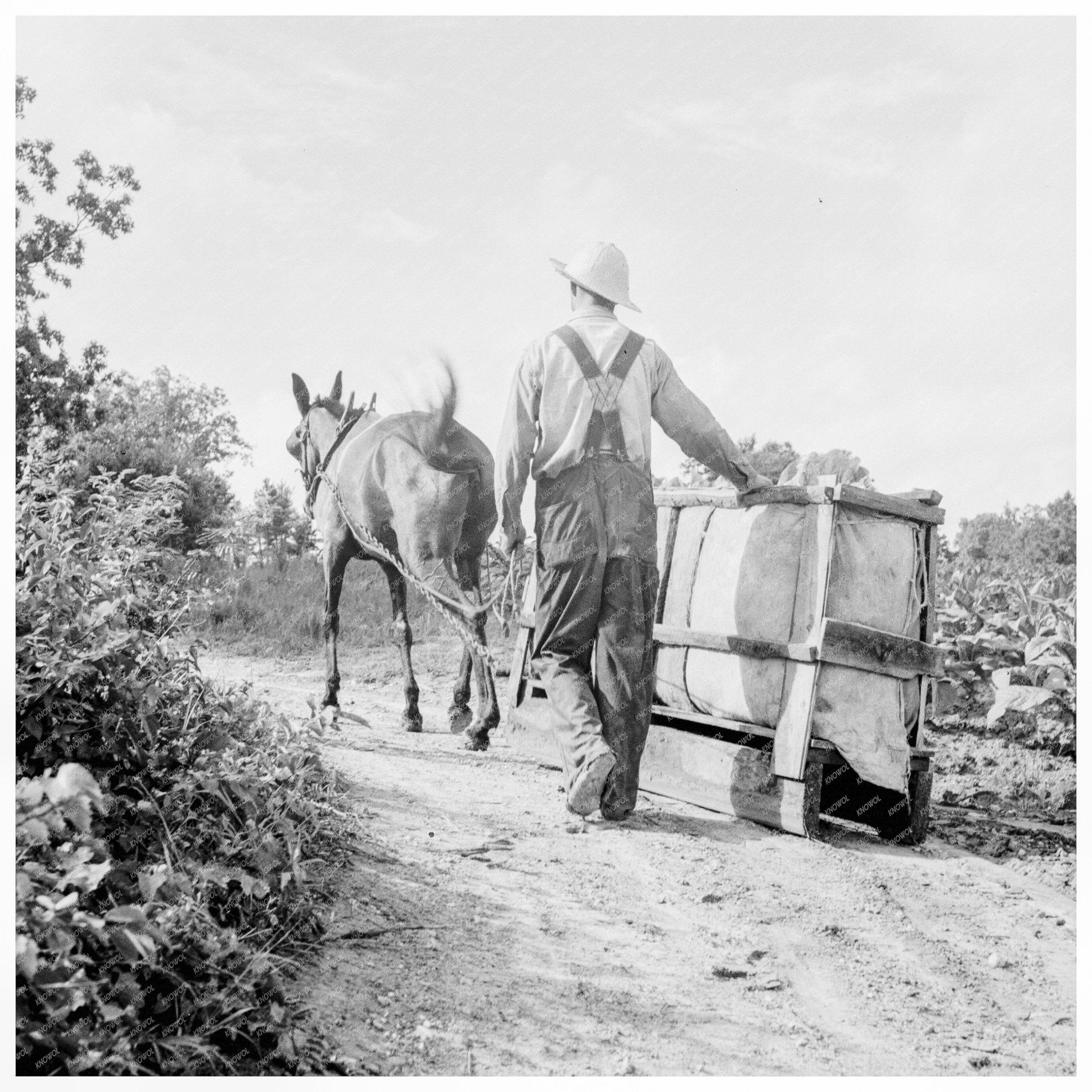 Tobacco Transport in Granville County North Carolina 1939 - Available at KNOWOL