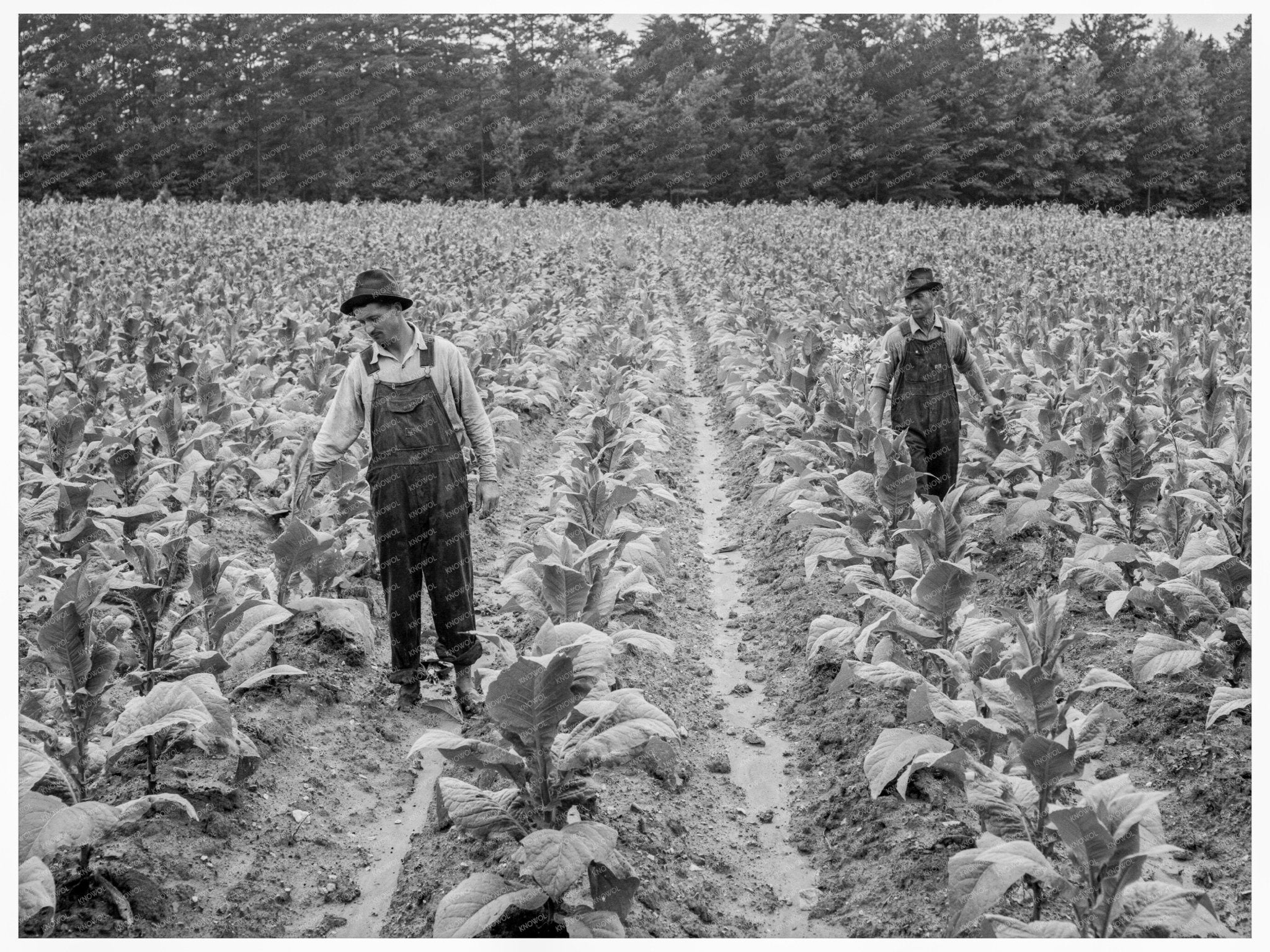 Tobacco Workers in Granville County North Carolina 1939 - Available at KNOWOL