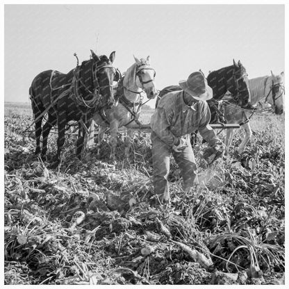 Topping Sugar Beets in Malheur County Oregon 1939 - Available at KNOWOL