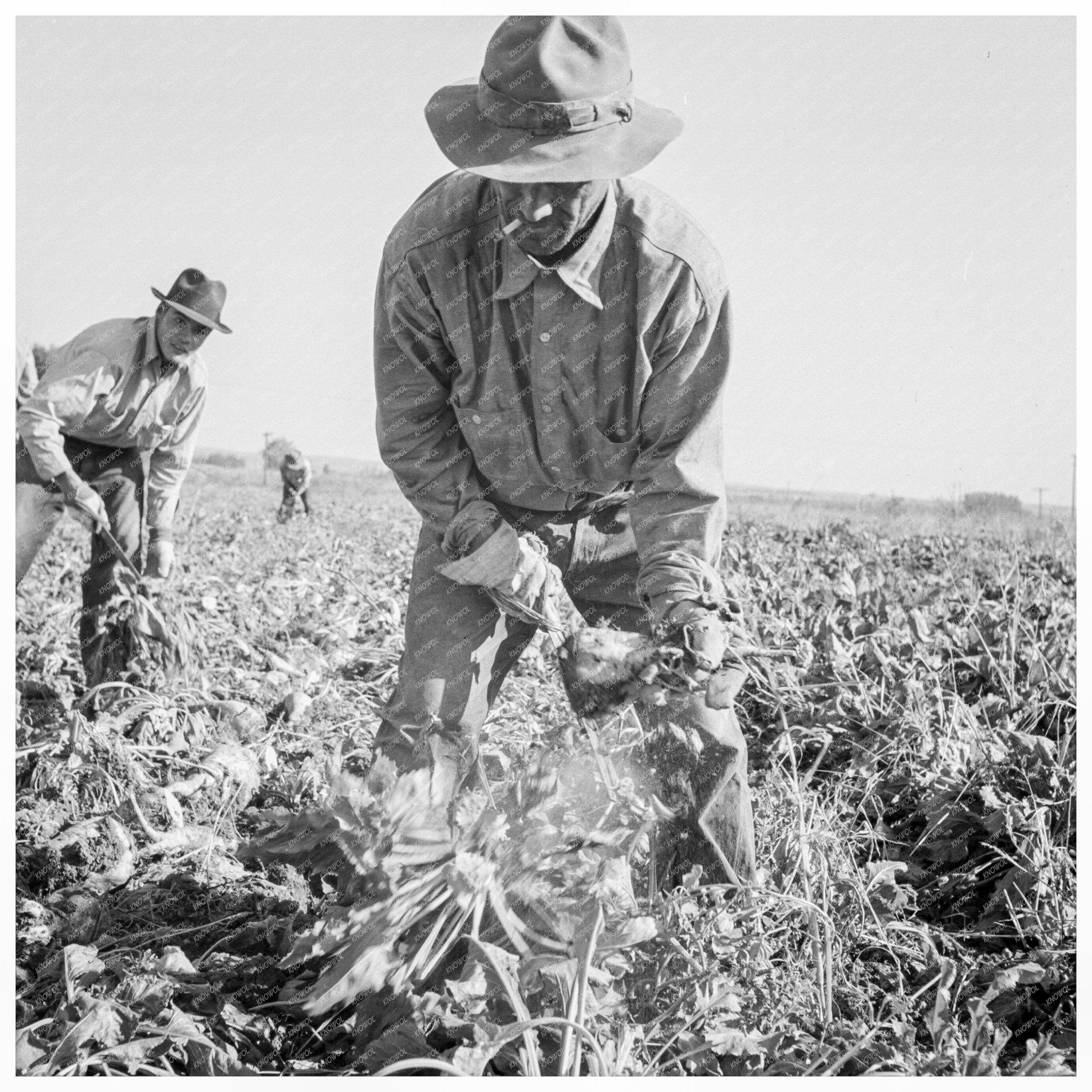 Topping Sugar Beets in Ontario Oregon 1939 - Available at KNOWOL