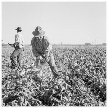 Topping Sugar Beets in Oregon 1939 - Available at KNOWOL