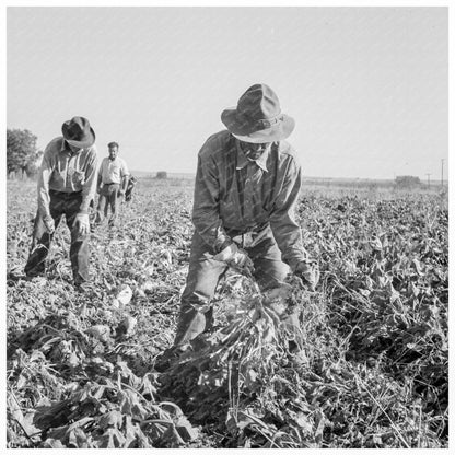 Topping Sugar Beets in Oregon October 1939 - Available at KNOWOL