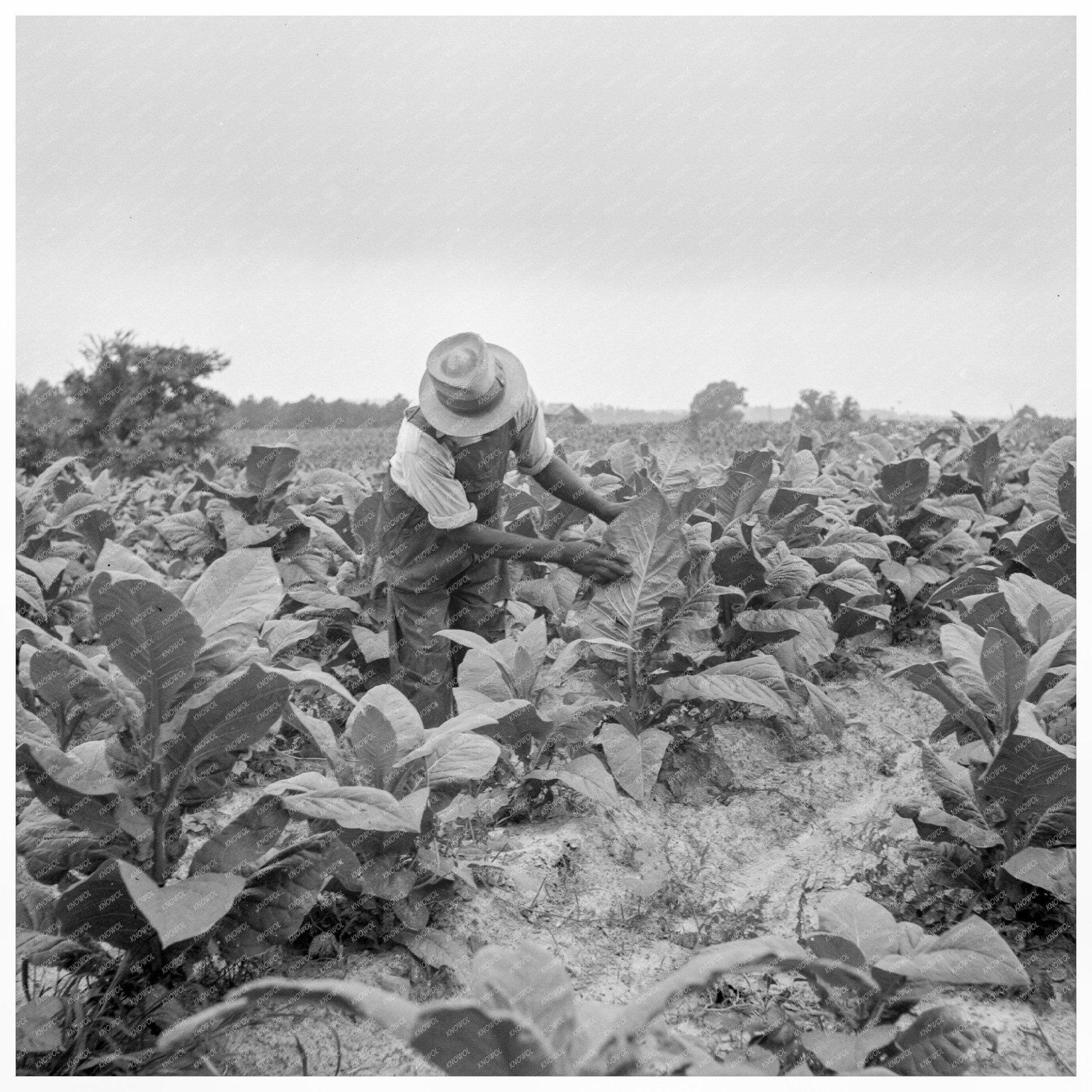 Topping Tobacco in Person County North Carolina 1939 - Available at KNOWOL