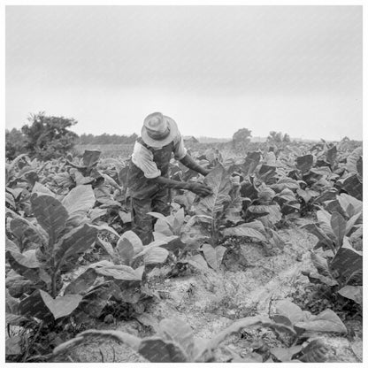 Topping Tobacco in Person County North Carolina 1939 - Available at KNOWOL