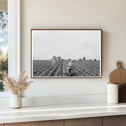 Tractor in Cotton Field Corsicana Texas June 1937 - Available at KNOWOL