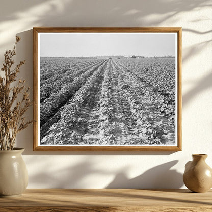 Tractors in Lake Dick Project Jefferson County 1938 - Available at KNOWOL