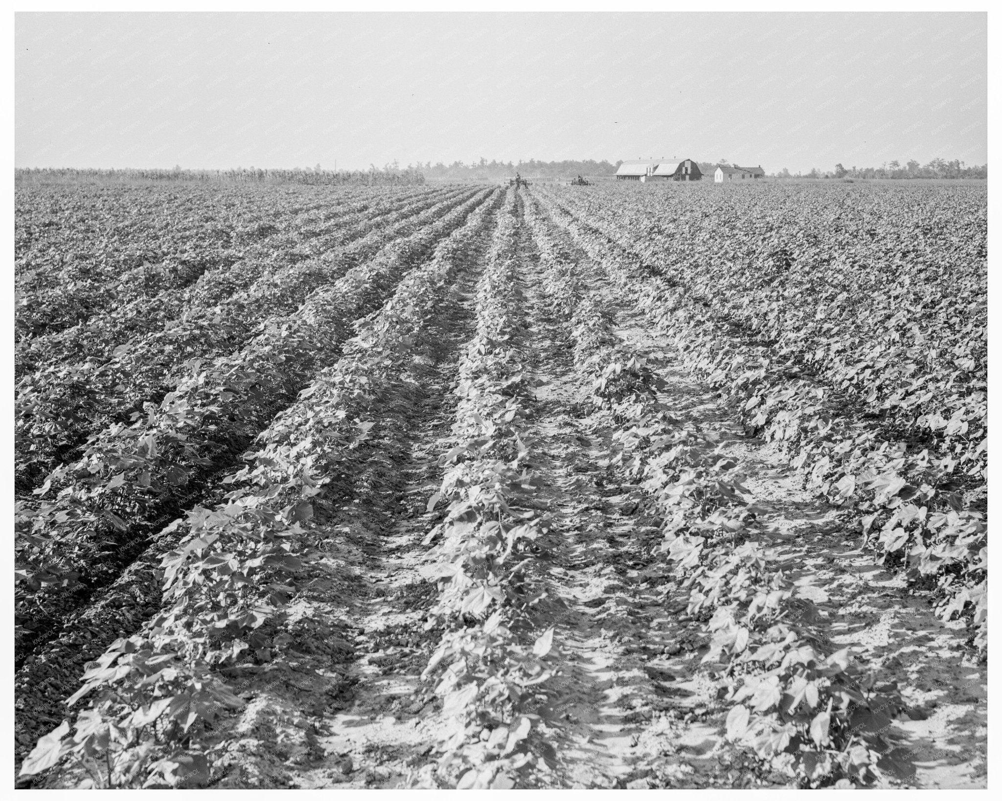 Tractors in Lake Dick Project Jefferson County 1938 - Available at KNOWOL