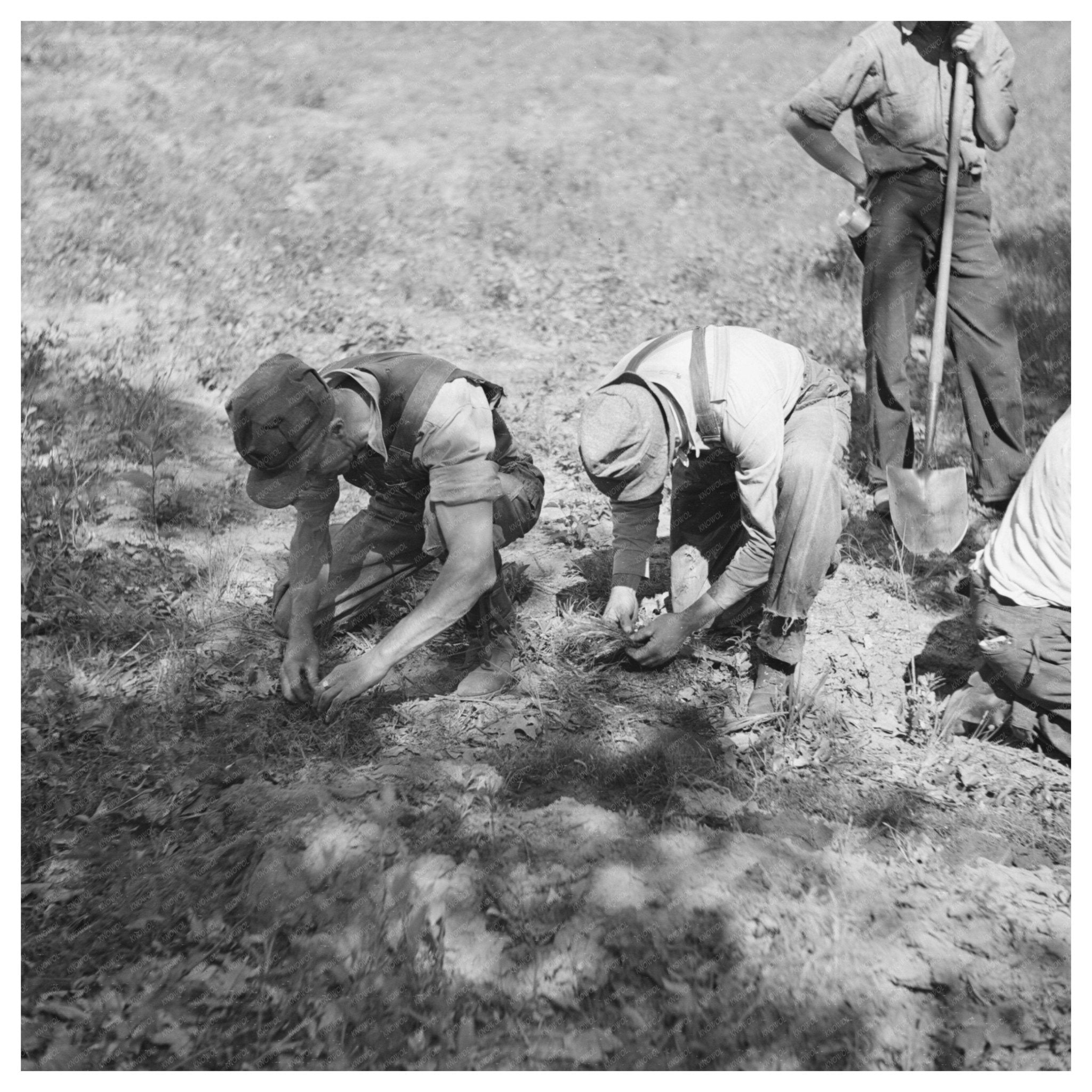 Tree Planting Project Allegan County Michigan 1937 - Available at KNOWOL