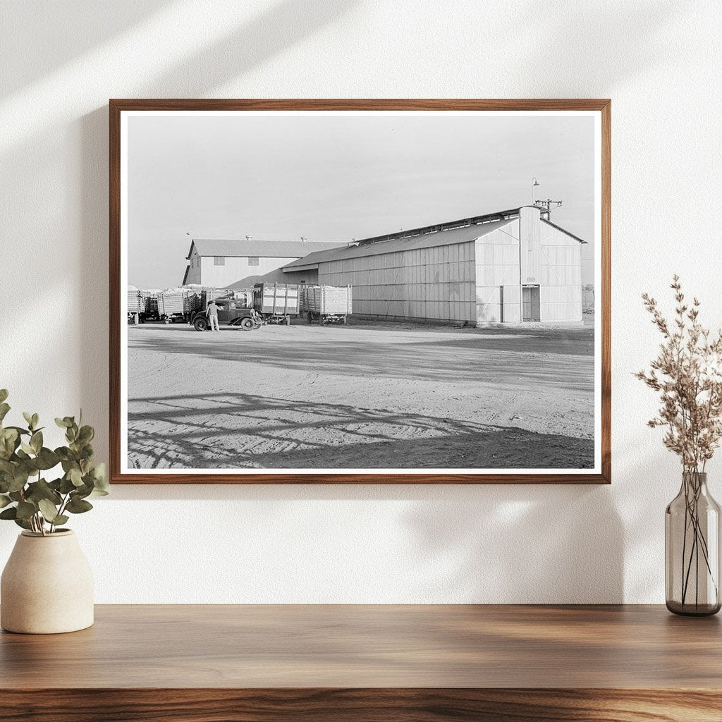 Tulare Cooperative Cotton Gin California November 1938 - Available at KNOWOL