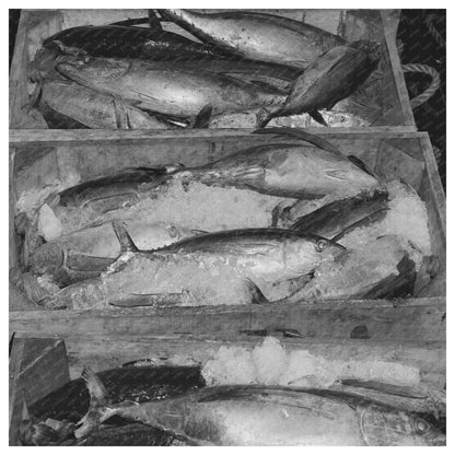 Tuna Display at Columbia River Packing Association 1941 - Available at KNOWOL