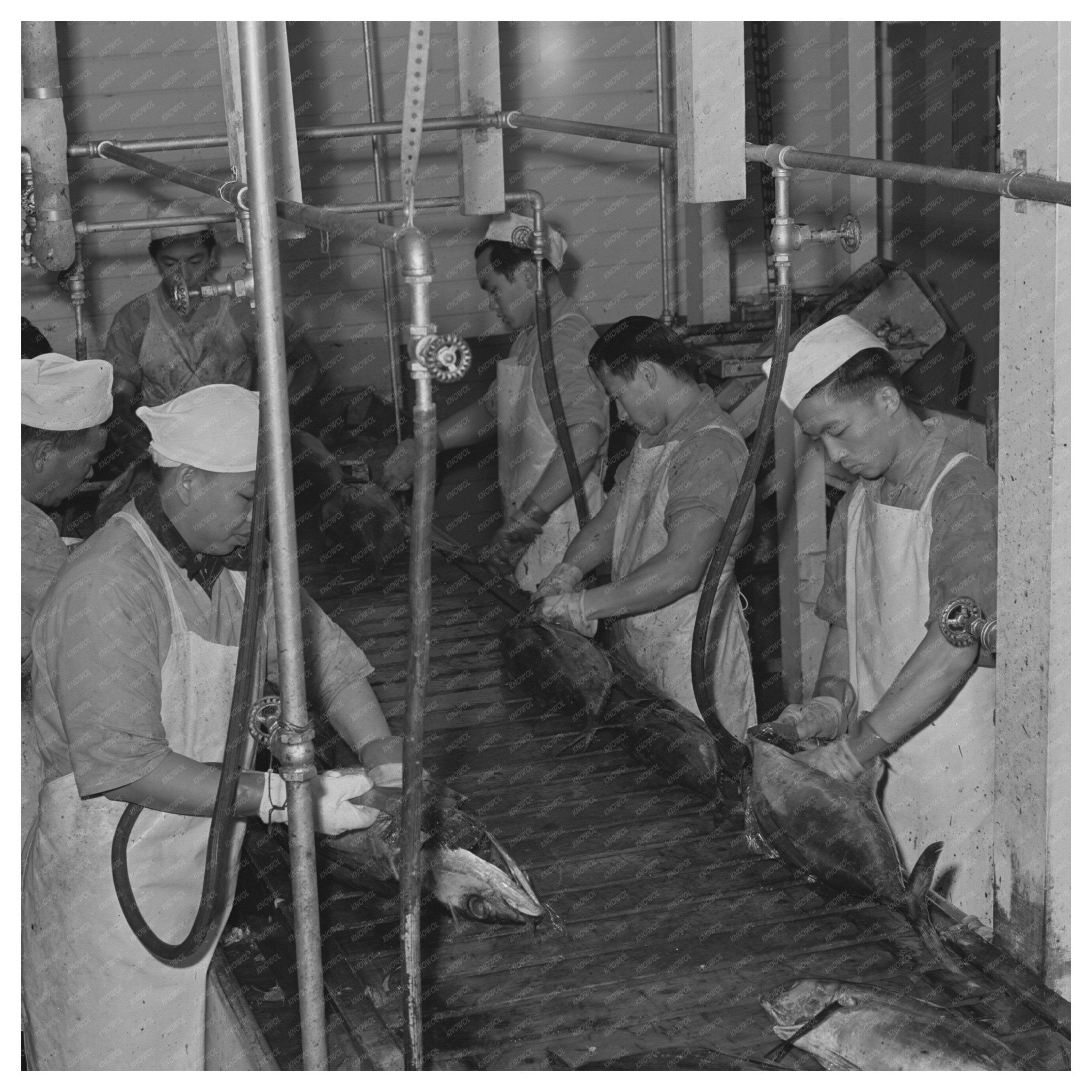 Tuna Processing at Columbia River Packing Association 1941 - Available at KNOWOL