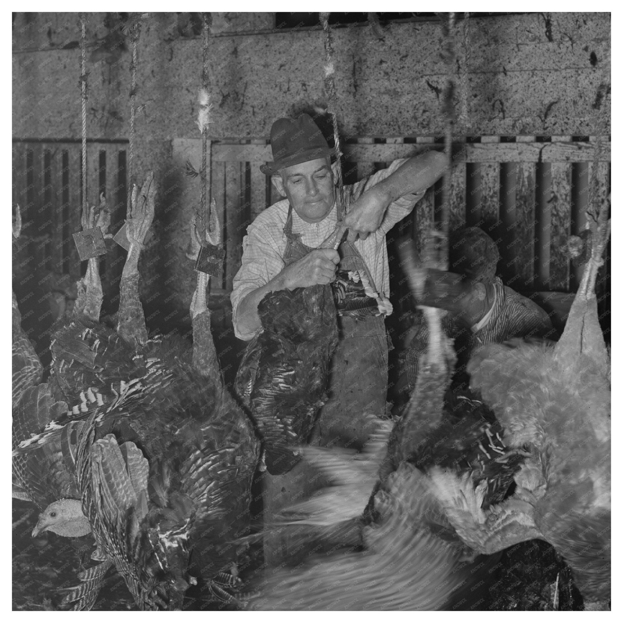 Turkey Processing in Brownwood Texas November 1939 - Available at KNOWOL