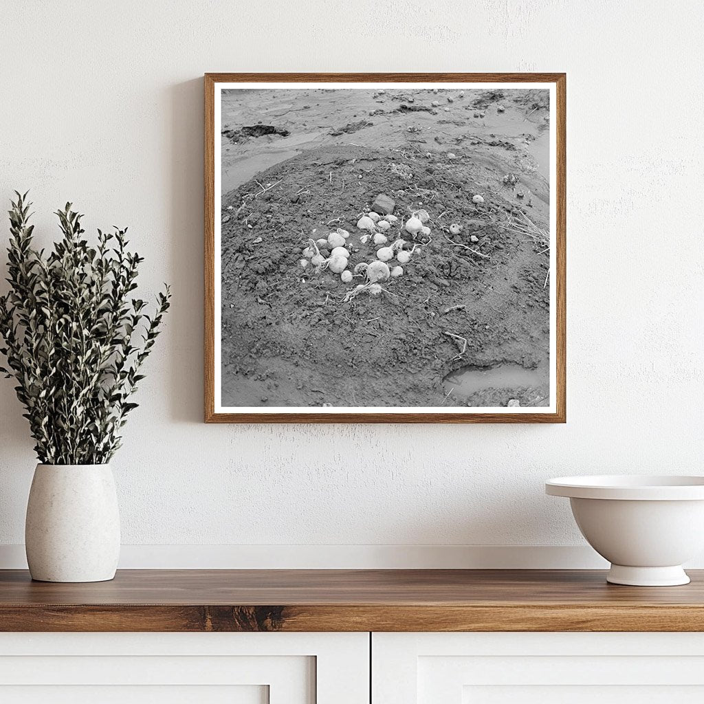 Turnips Uprooted by Flood in Posey County Indiana 1937 - Available at KNOWOL